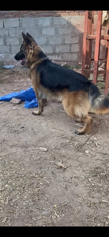 German Shepherd Male 2