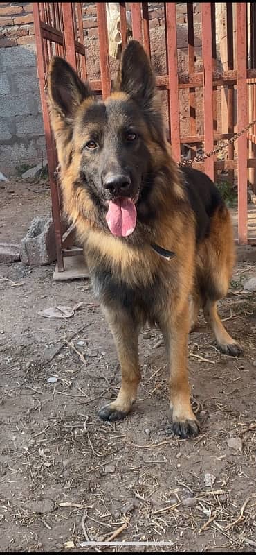 German Shepherd Male 3