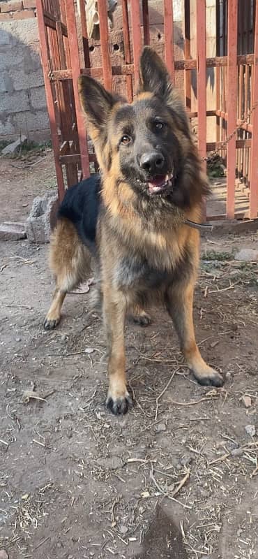 German Shepherd Male 6