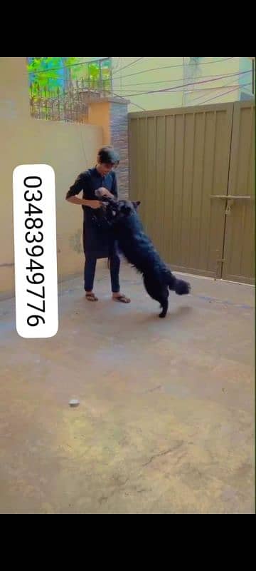 Full Black long coat German shepherd Female
