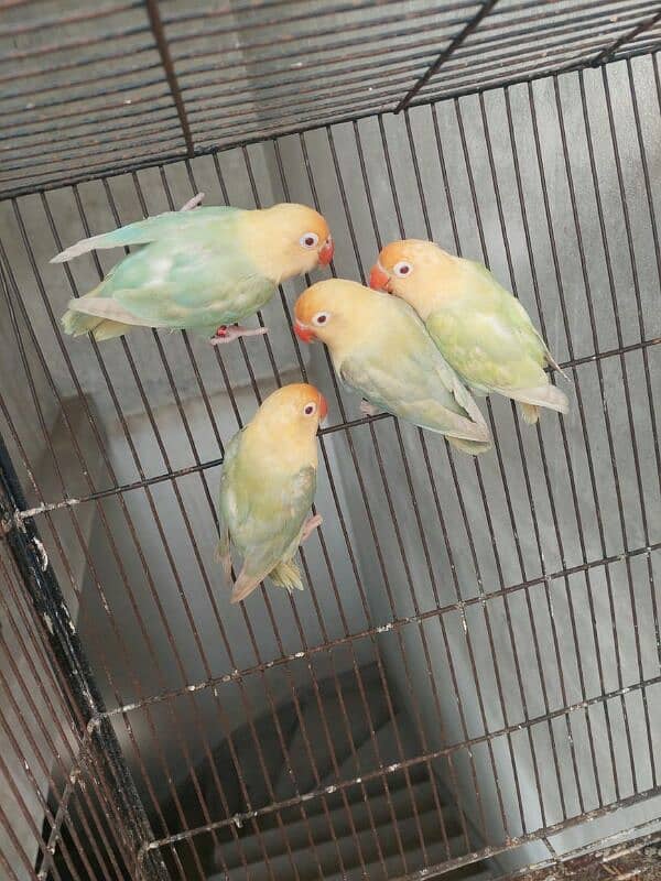 Cocktail and LoveBird breeder pairs for sell 0