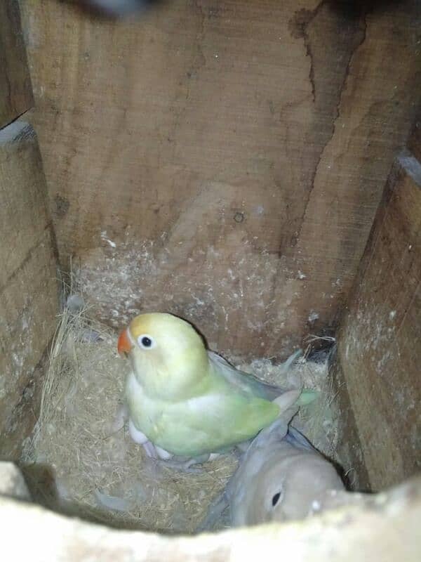 Cocktail and LoveBird breeder pairs for sell 2