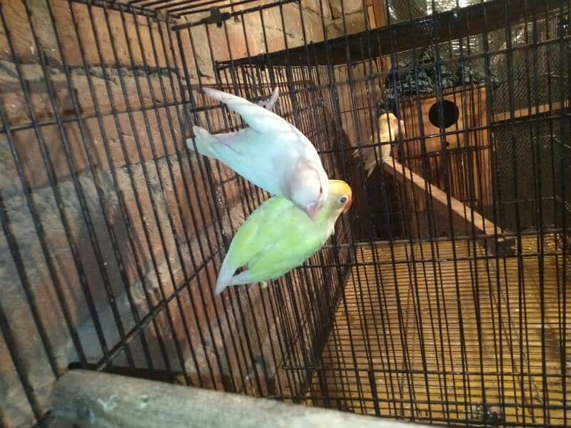 Cocktail and LoveBird breeder pairs for sell 3