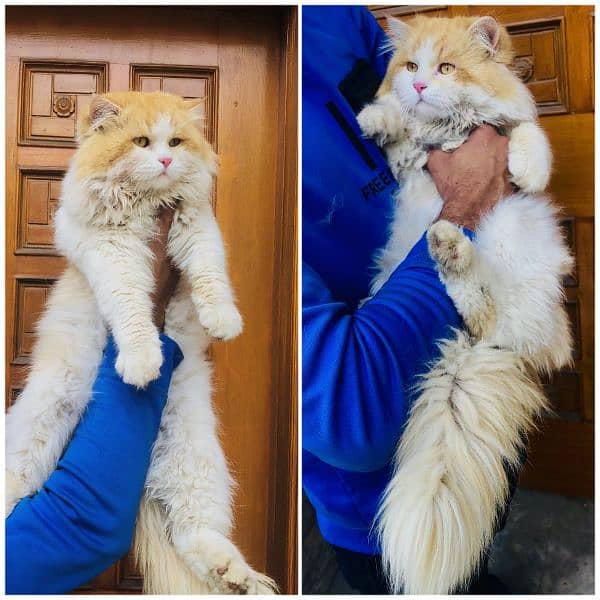 Persian triple coated punch face kitten available for sale 1