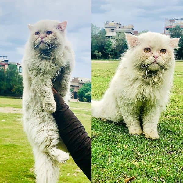 Persian triple coated punch face kitten available for sale 8