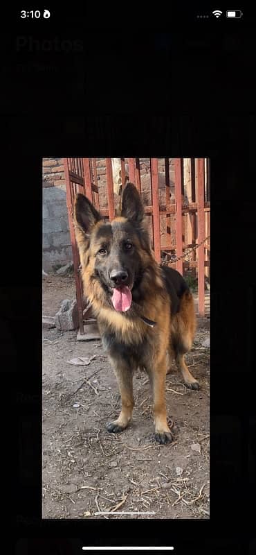 German Shepherd Male 0