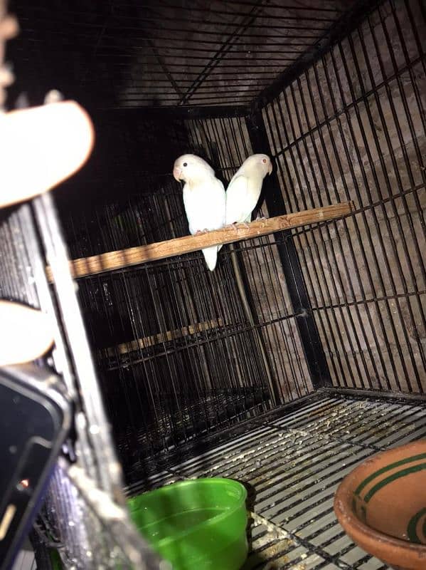 Lovebirds available complete setup Creamino Albino 0