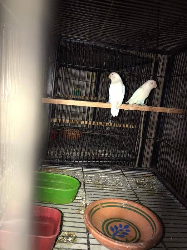 Lovebirds available complete setup Creamino Albino 1