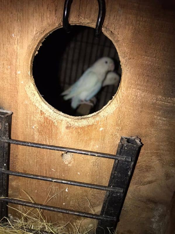 Lovebirds available complete setup Creamino Albino 3