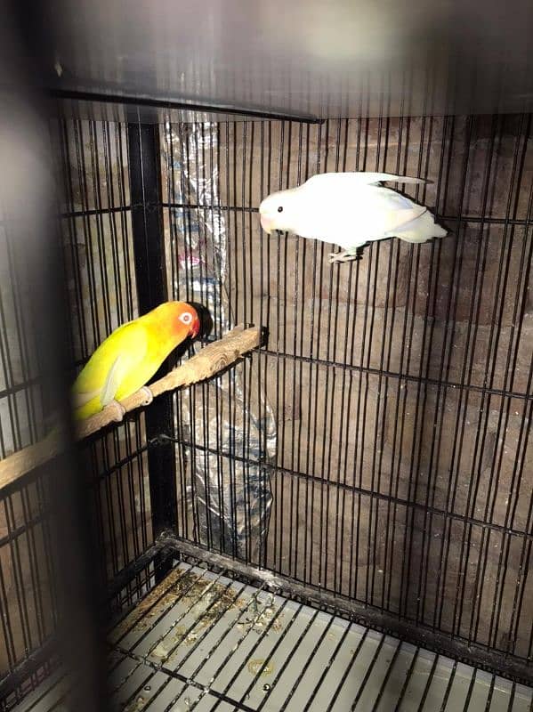 Lovebirds available complete setup Creamino Albino 4