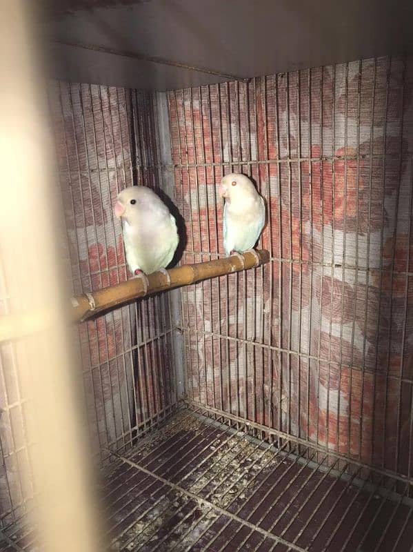 Lovebirds available complete setup Creamino Albino 5