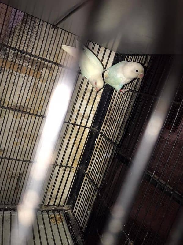 Lovebirds available complete setup Creamino Albino 6