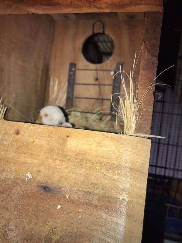 Lovebirds available complete setup Creamino Albino 9