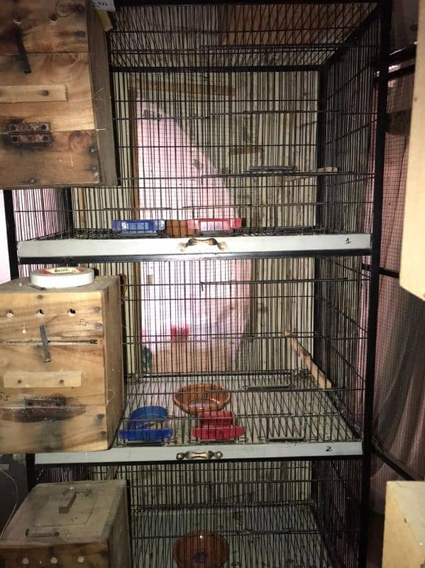 Lovebirds available complete setup Creamino Albino 11