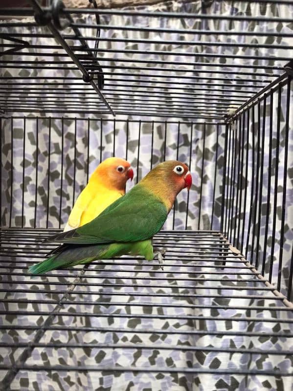 Lovebirds available complete setup Creamino Albino 15