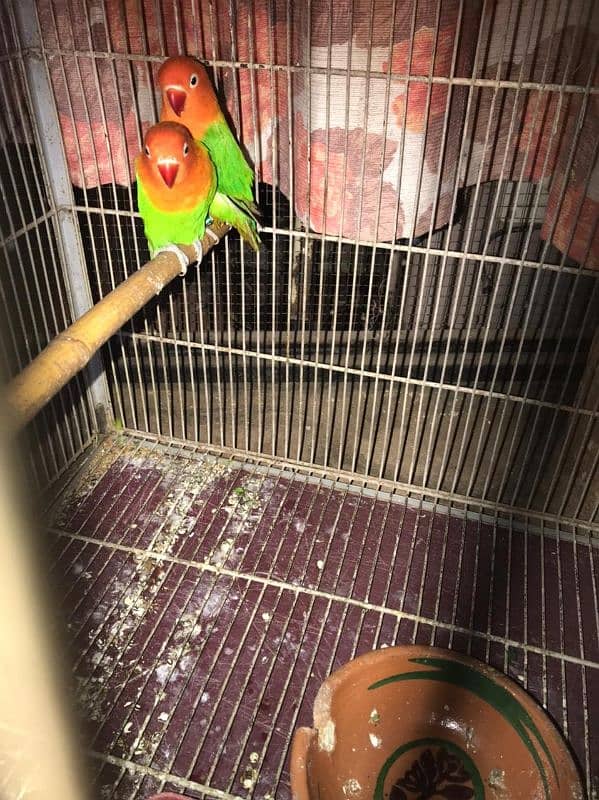 Lovebirds available complete setup Creamino Albino 17