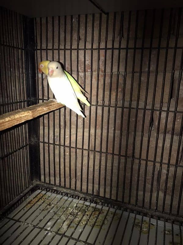 Lovebirds available complete setup Creamino Albino 19