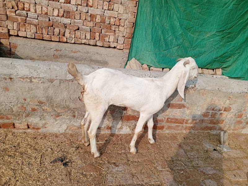 Goat For sale II Bakra II Sheep II nagra path for sale II 0