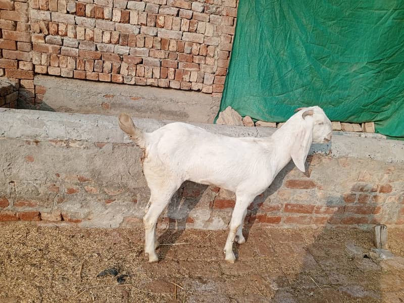 Goat For sale II Bakra II Sheep II nagra path for sale II 1