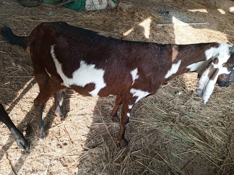 Goat For sale II Bakra II Sheep II nagra path for sale II 2