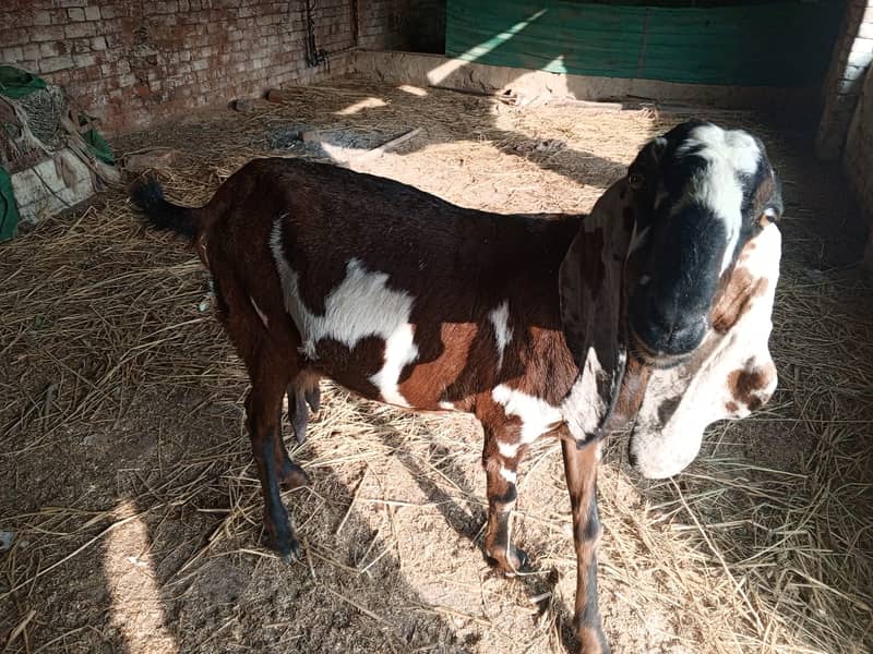 Goat For sale II Bakra II Sheep II nagra path for sale II 3