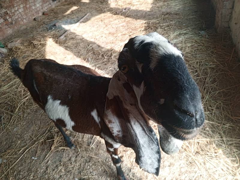 Goat For sale II Bakra II Sheep II nagra path for sale II 4