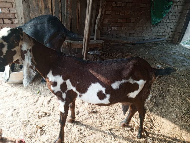 Goat For sale II Bakra II Sheep II nagra path for sale II 5