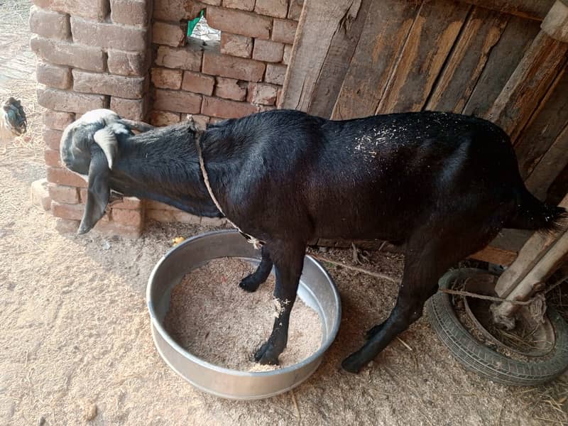 Goat For sale II Bakra II Sheep II nagra path for sale II 7