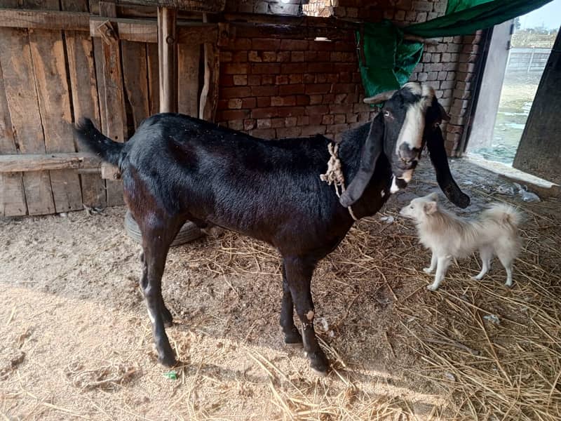 Goat For sale II Bakra II Sheep II nagra path for sale II 8