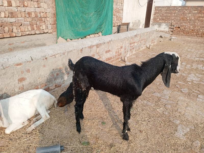 Goat For sale II Bakra II Sheep II nagra path for sale II 9