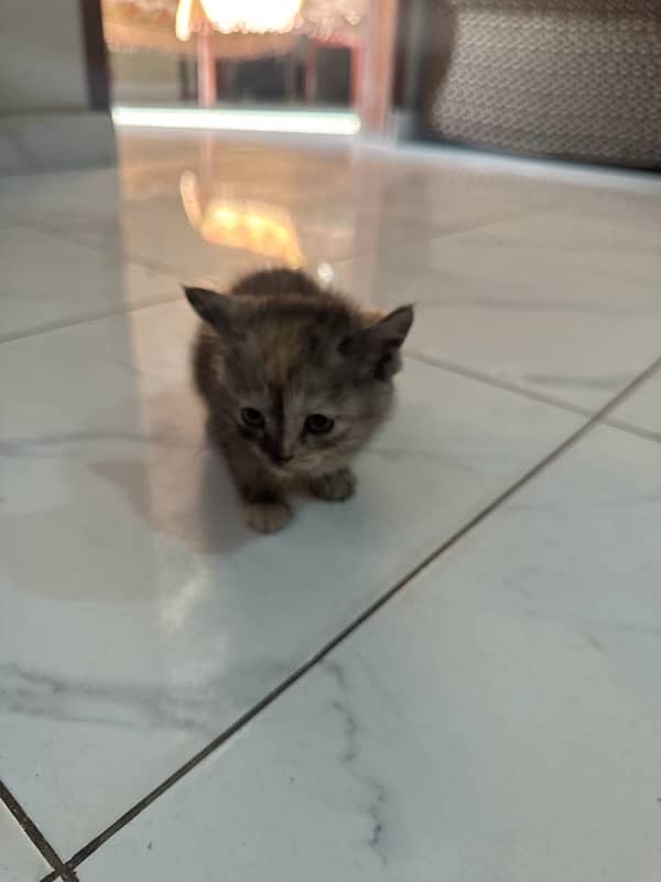 black brown mix female persian 0