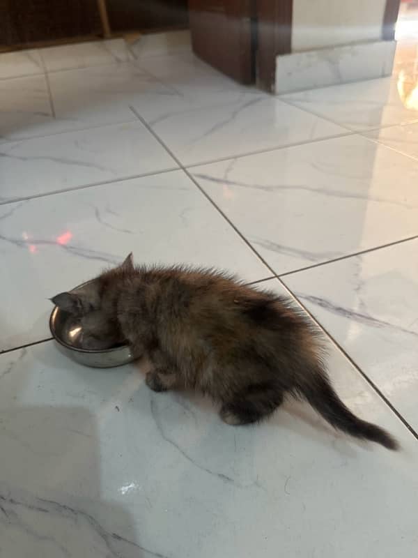 black brown mix female persian 1