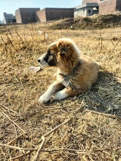 afghan kuchi puppy for sale wattsapp 03197466703