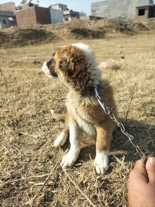 afghan kuchi puppy for sale wattsapp 03197466703 1