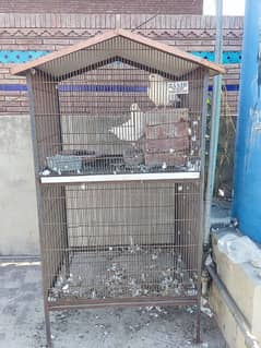 strong cage 2 big potion. and 1 pair pigeon