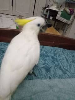 Cockatoo medem salfer healthy ective and dancing parrot