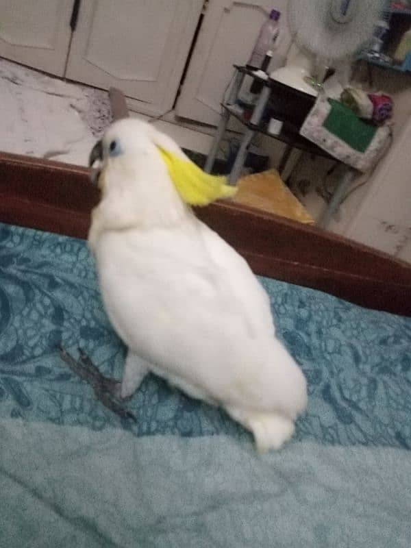 Cockatoo medem salfer healthy ective and dancing parrot 2