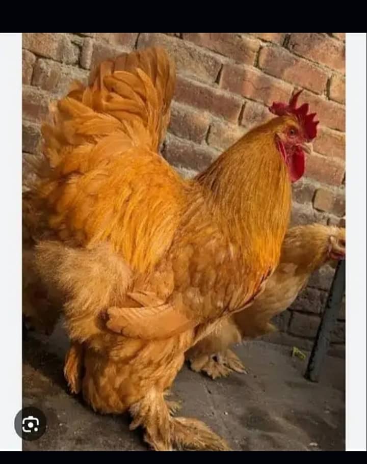 Heavy Buff Chicks Golden & White 0