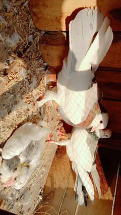 shirazi pigeon pair and one child