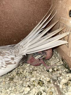 Cocktail chicks for hand tame