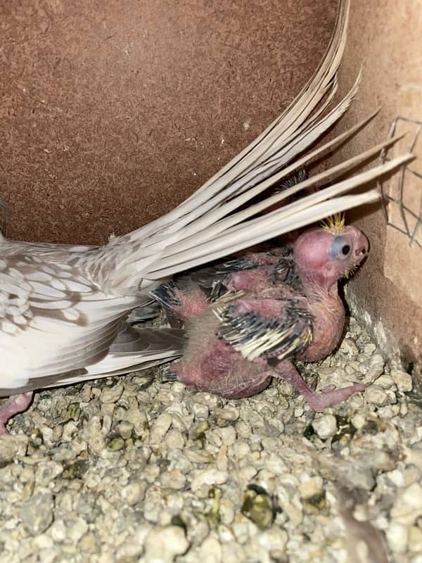 Cocktail chicks for hand tame 1