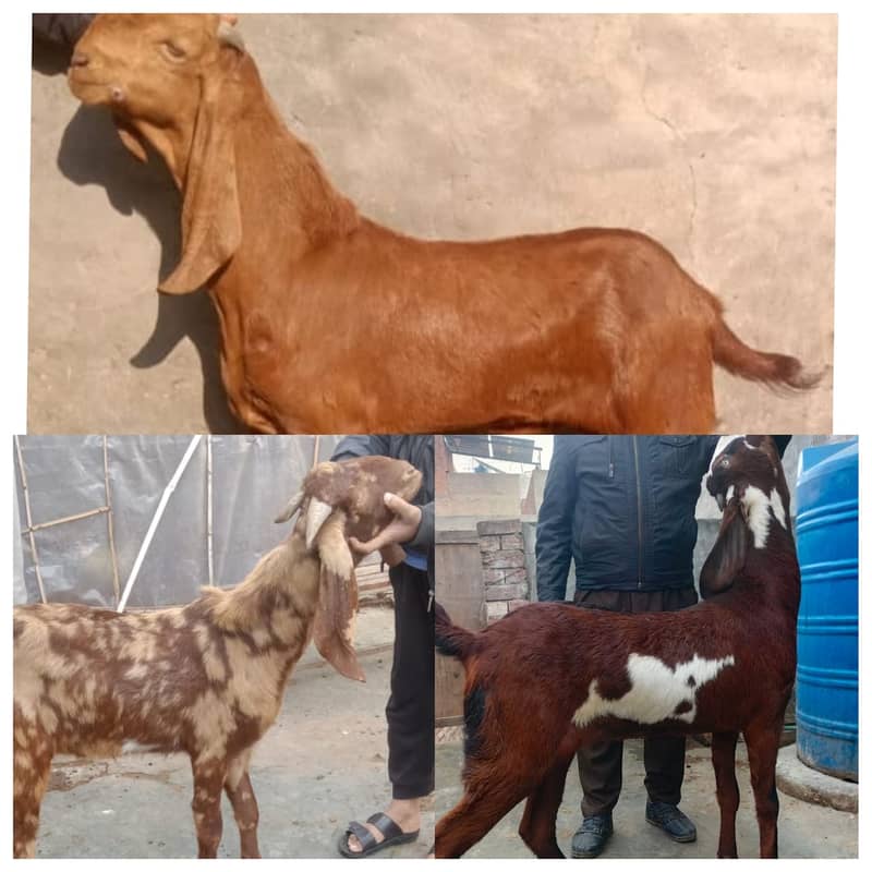 Goat | Dabi | Khasi | Bakry | 2 Dant | Bakri | Per piece | Patha | 0