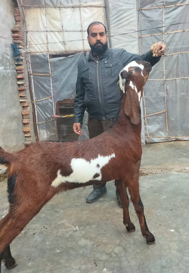 Goat | Dabi | Khasi | Bakry | 2 Dant | Bakri | Per piece | Patha | 6