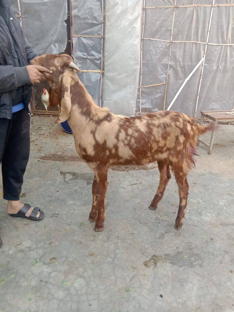 Goat | Dabi | Khasi | Bakry | 2 Dant | Bakri | Per piece | Patha | 14