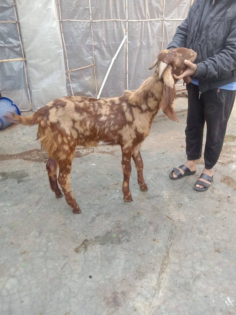 Goat | Dabi | Khasi | Bakry | 2 Dant | Bakri | Per piece | Patha | 15