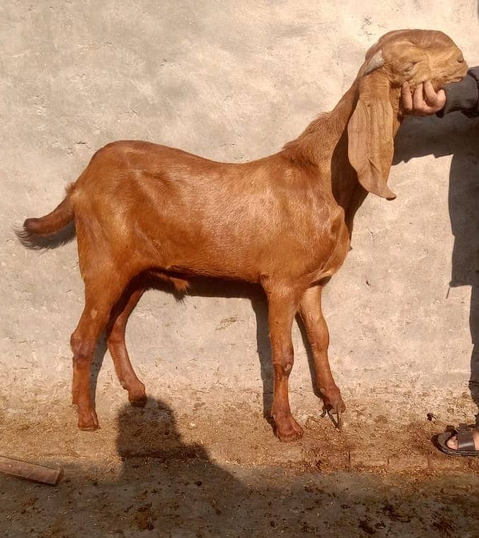 Goat | Dabi | Khasi | Bakry | 2 Dant | Bakri | Per piece | Patha | 17