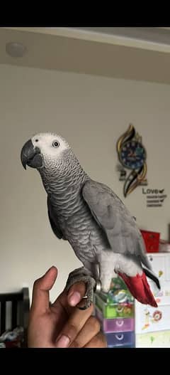 African grey parrots