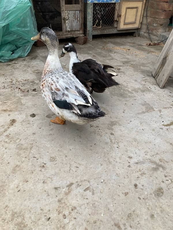 Healthy ducks pair available for sale…. . 0