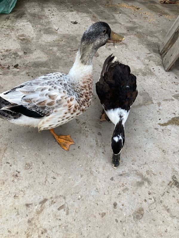 Healthy ducks pair available for sale…. . 1