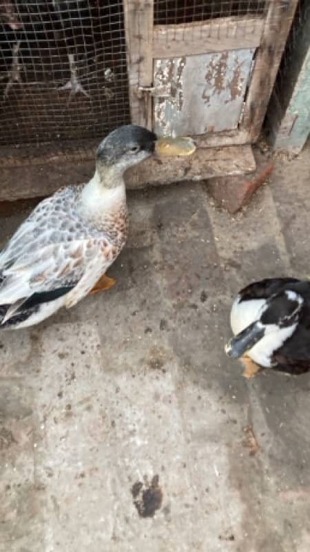 Healthy ducks pair available for sale…. . 2